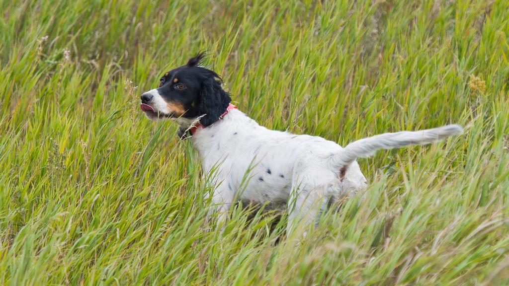 English Setter