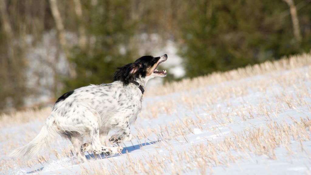 English Setter