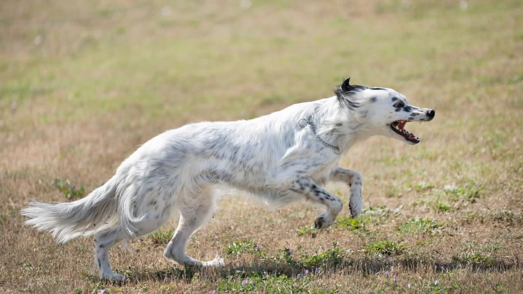 Exercise & Activity Needs icon