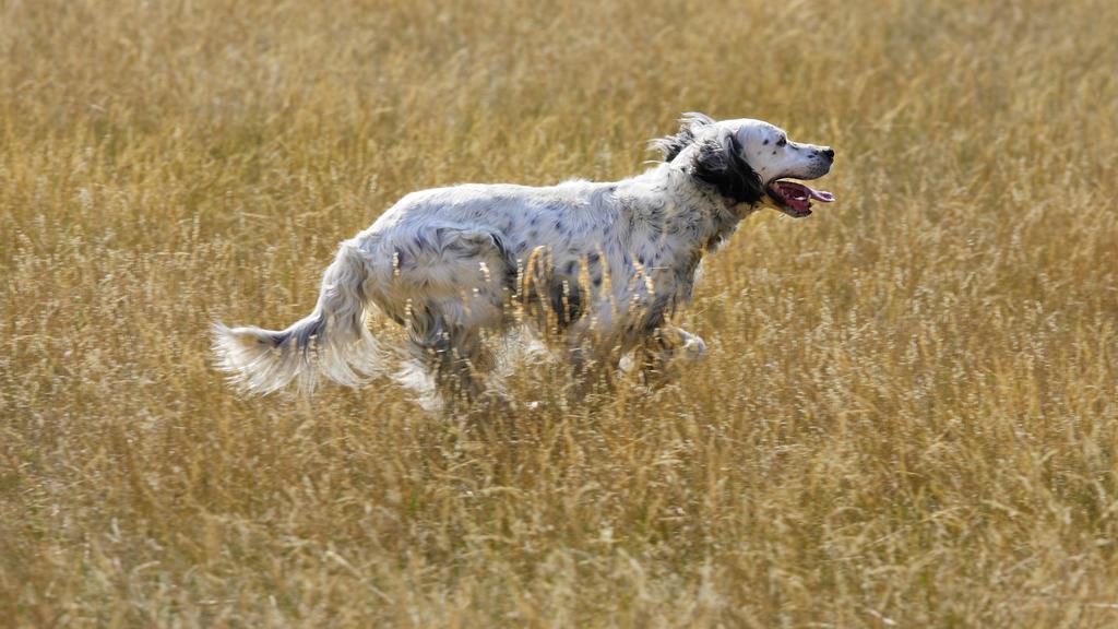 Suitability for First-Time vs. Experienced Owners icon