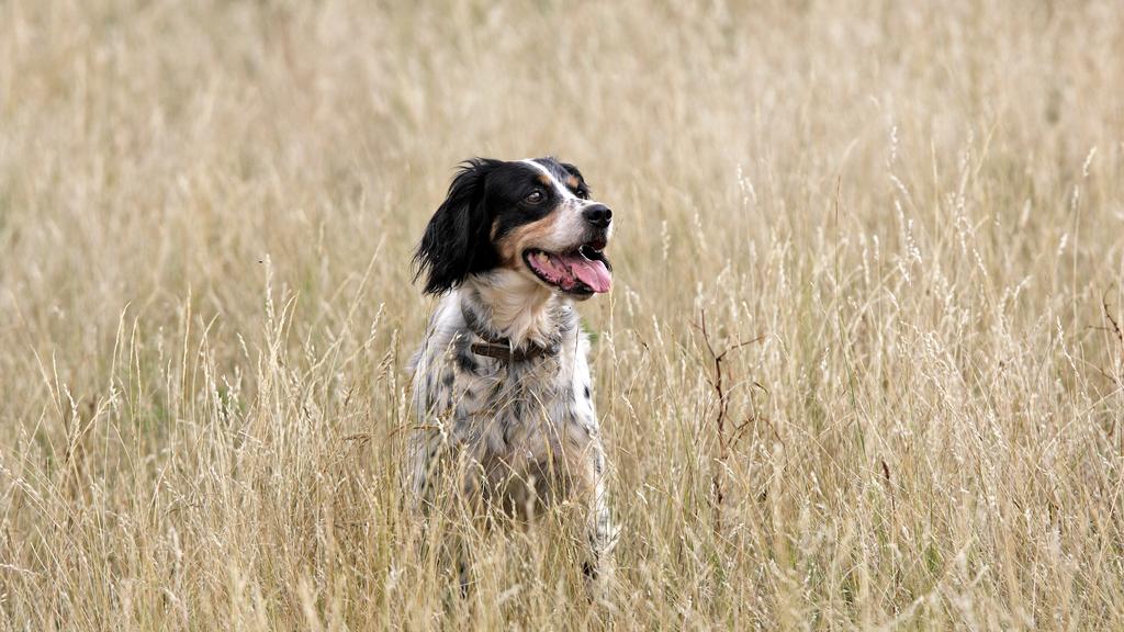 English Setter