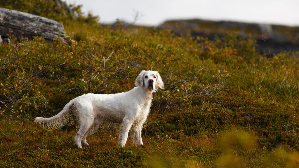 English Setter