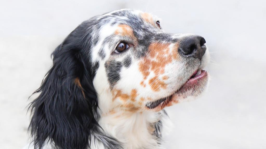 Temperament & Behavior icon