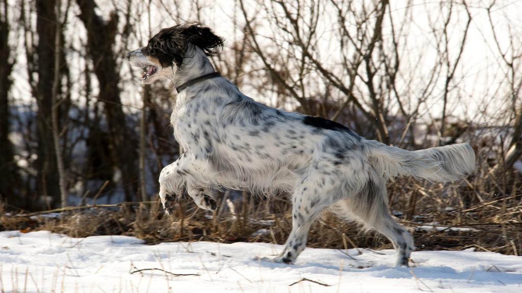 English Setter