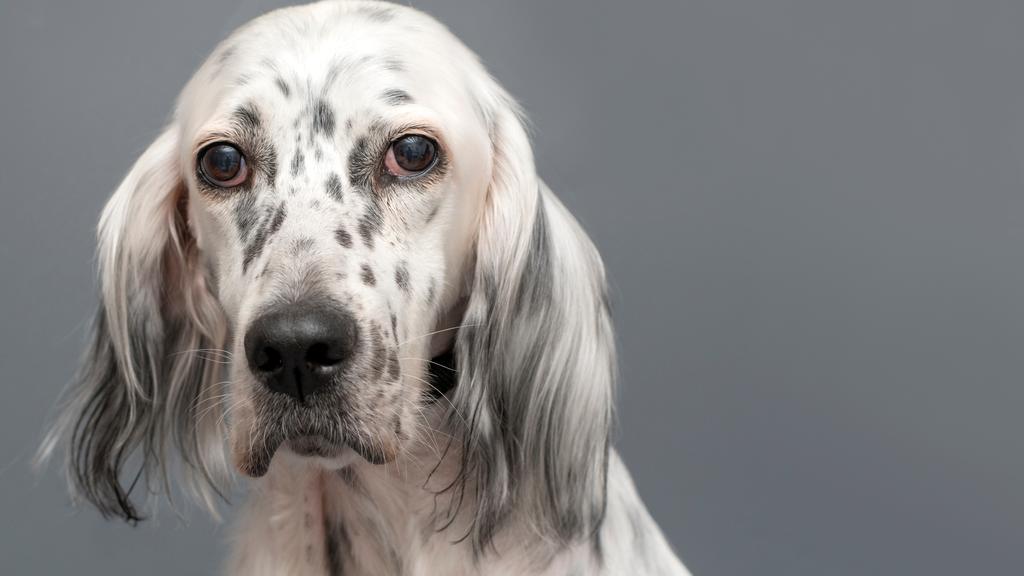 English Setter