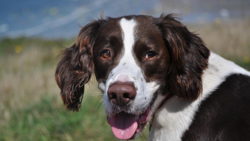 English Springer Spaniel
