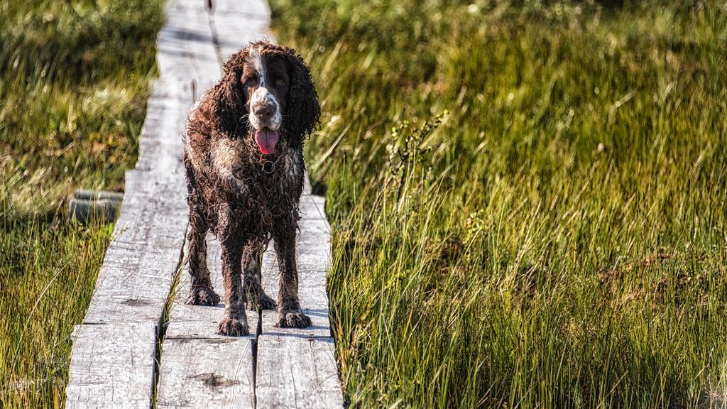 English Springer Spaniel