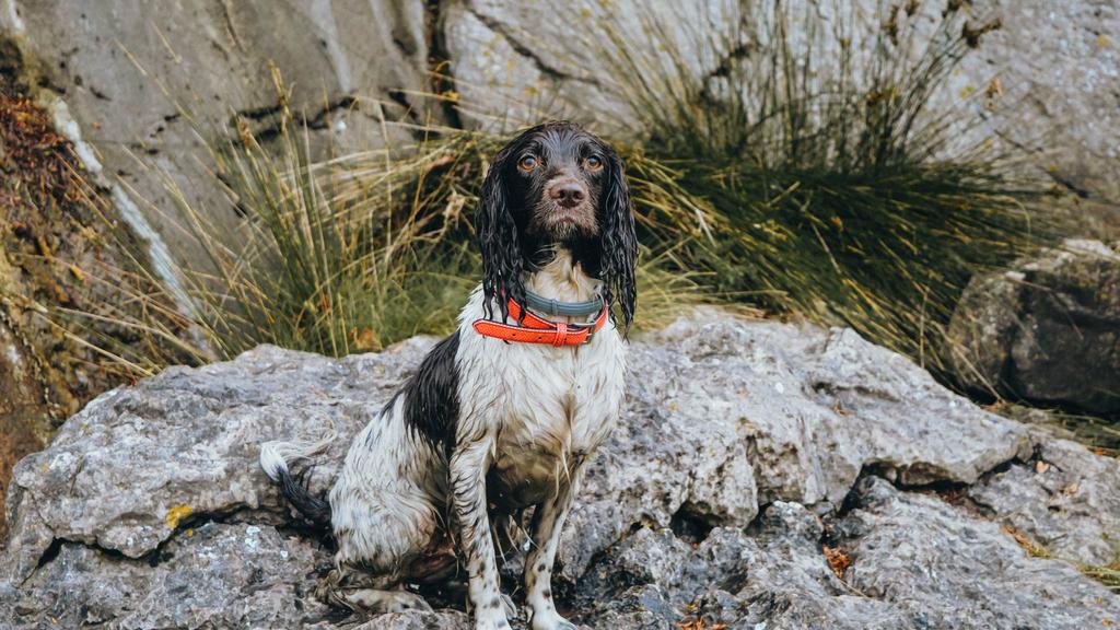 English Springer Spaniel
