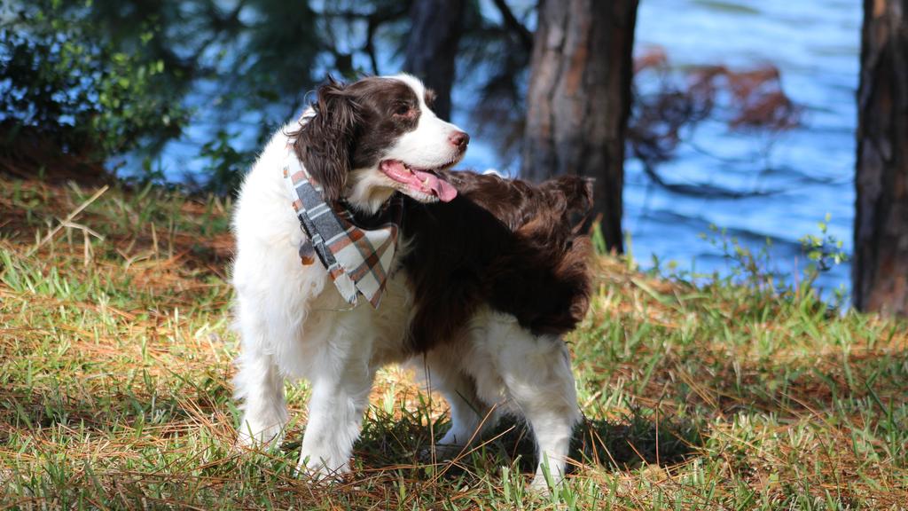 English Springer Spaniel