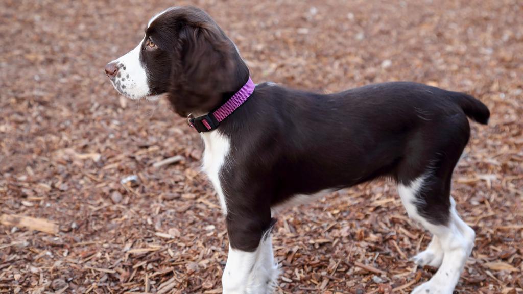 English Springer Spaniel