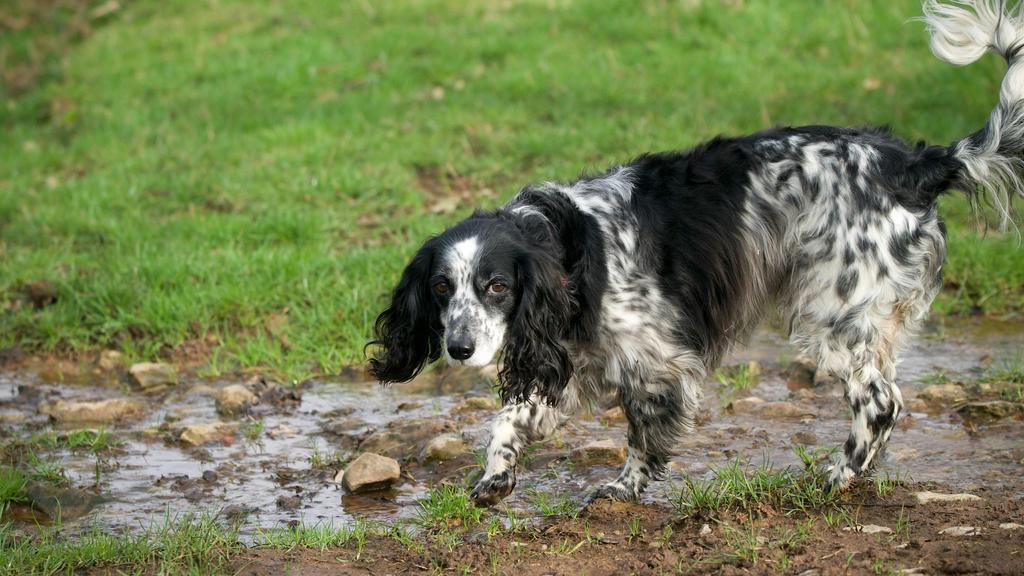 English Springer Spaniel
