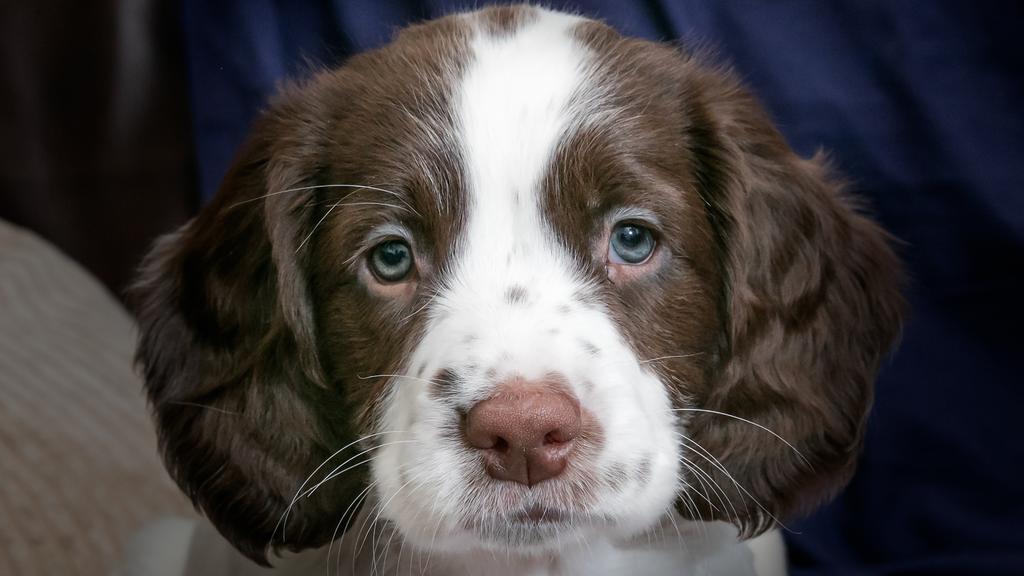English Springer Spaniel