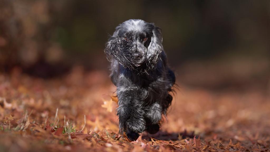 English Toy Spaniel