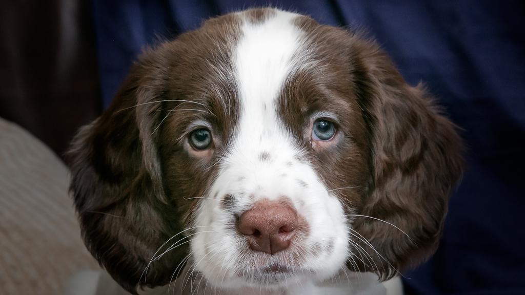 Adoption vs. Breeder Considerations icon