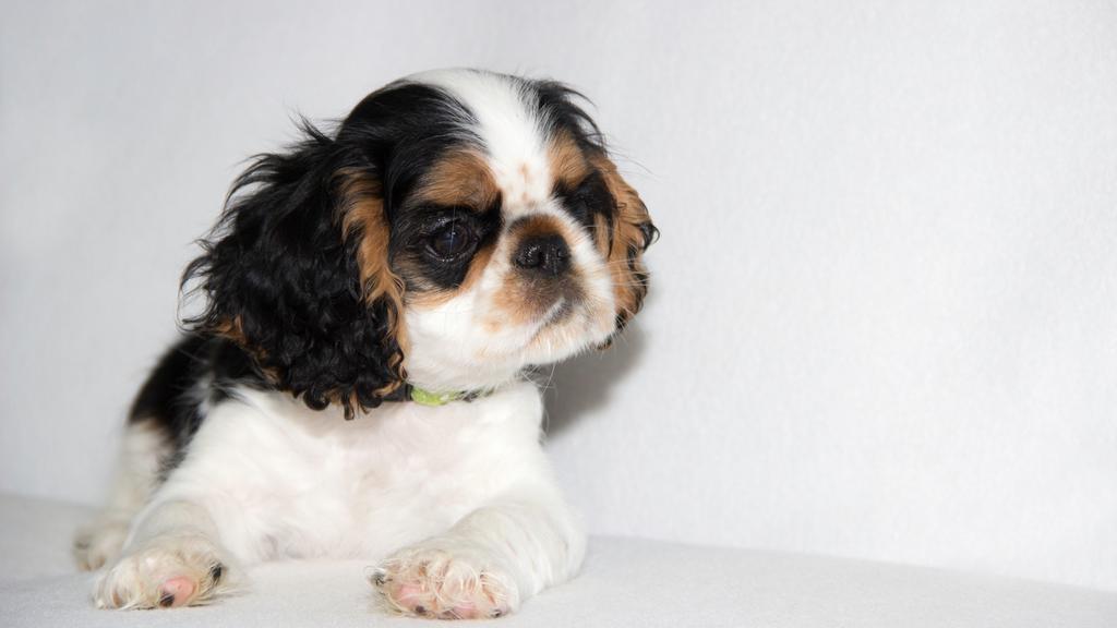English Toy Spaniel