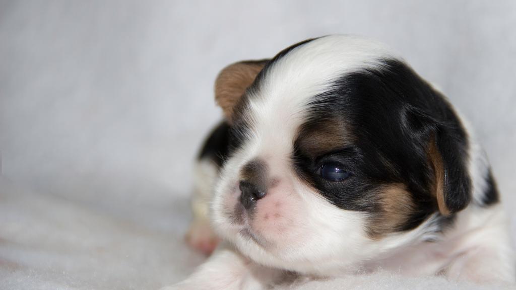 English Toy Spaniel