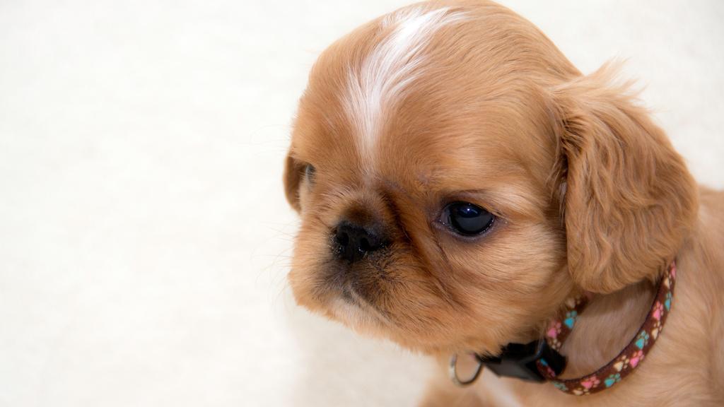 English Toy Spaniel