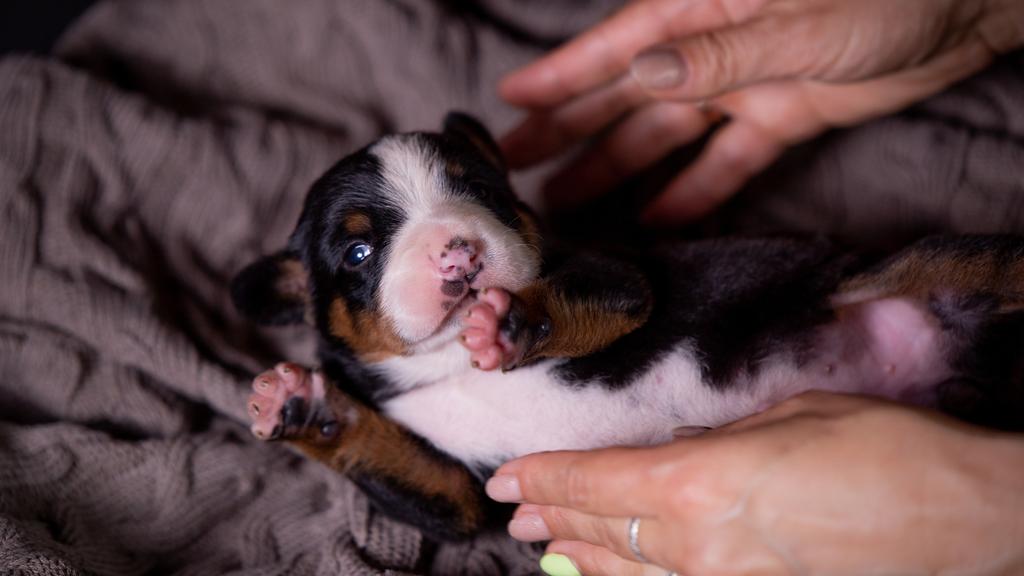 Entlebucher Mountain Dog