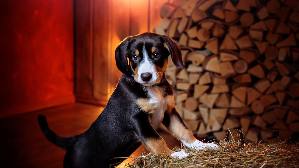Entlebucher Mountain Dog
