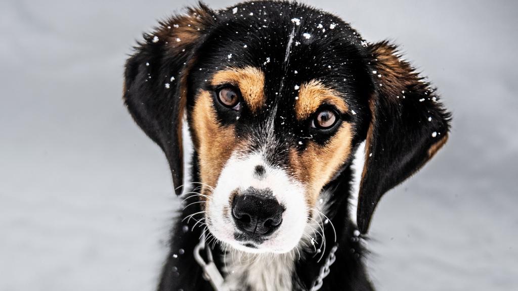 Basic Information icon