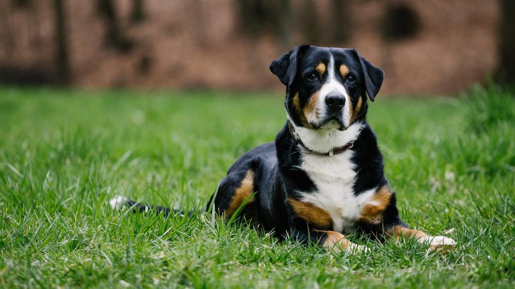 Entlebucher Mountain Dog