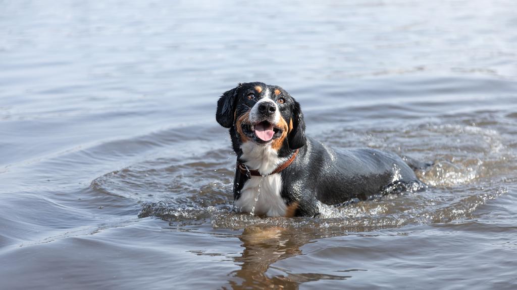Entlebucher Mountain Dog