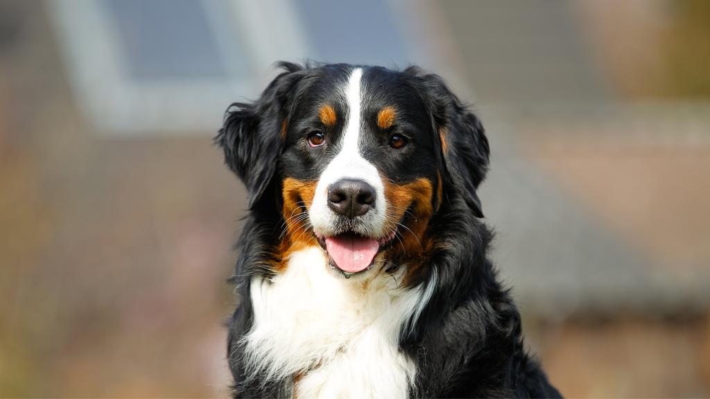 Entlebucher Mountain Dog
