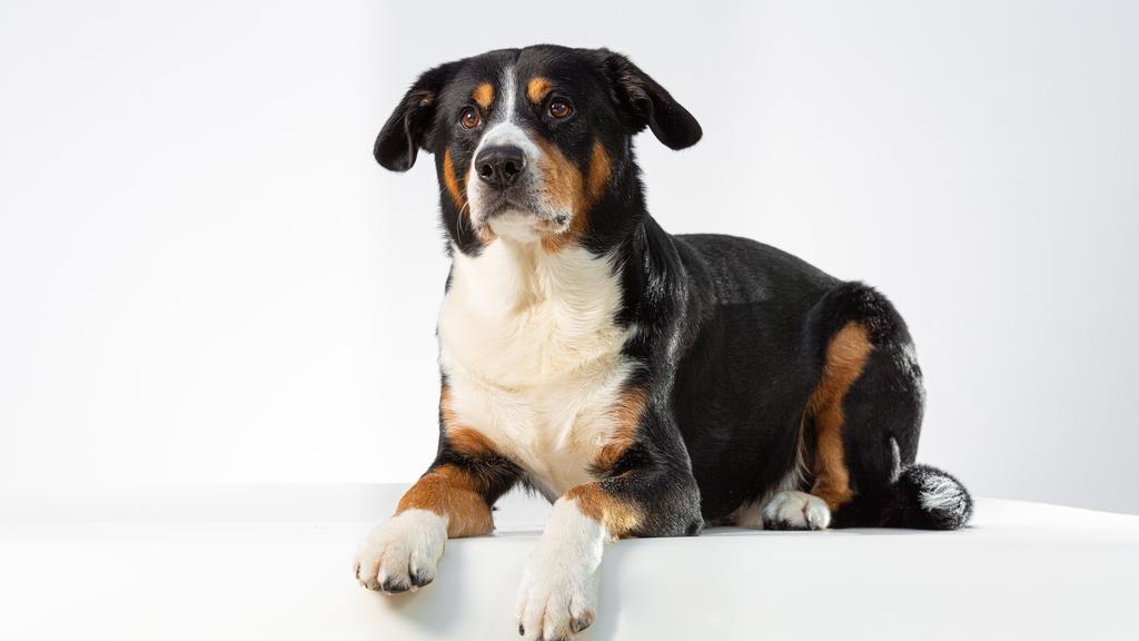 Entlebucher Mountain Dog