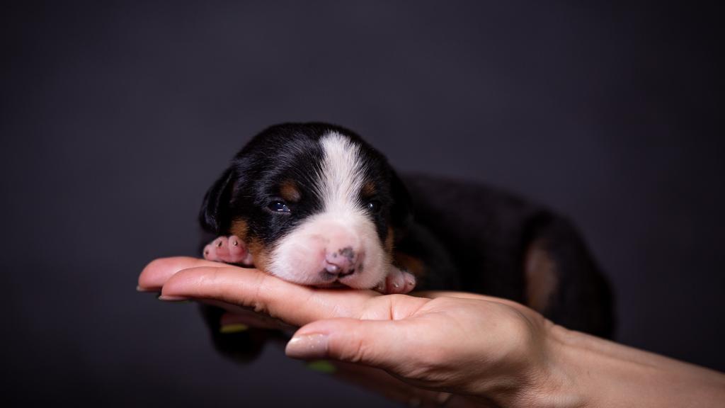 Entlebucher Mountain Dog