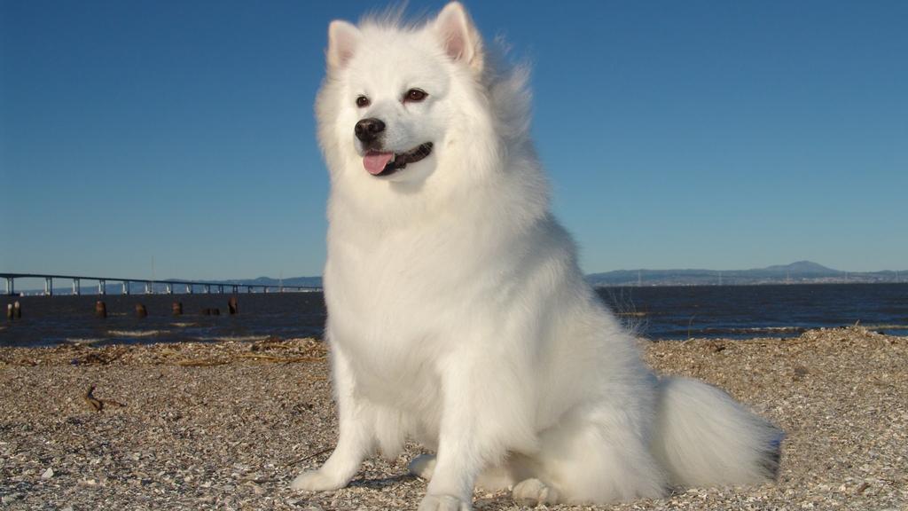 Eskimo Dog