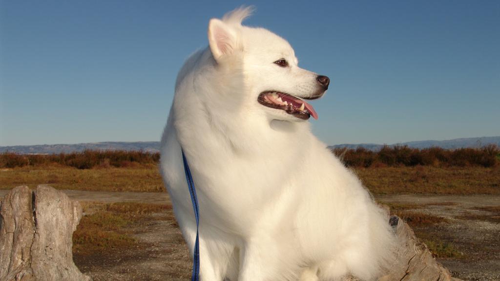 Exercise & Activity Needs icon