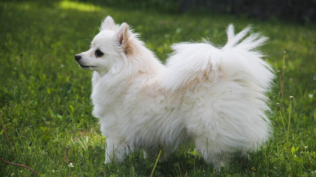 Eskimo Dog