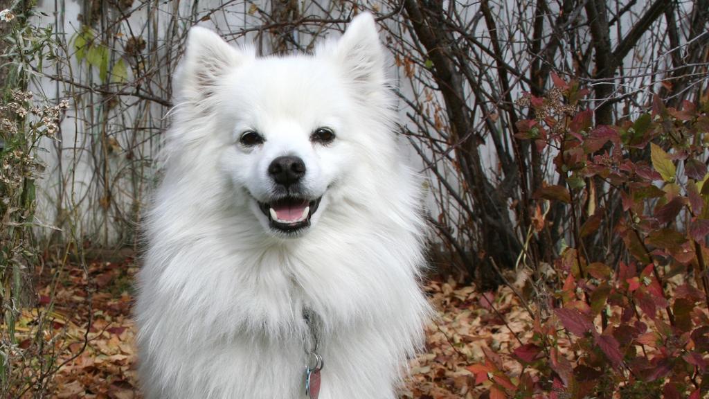 Eskimo Dog