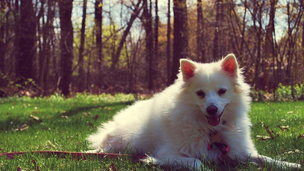 Adoption vs. Breeder Considerations icon