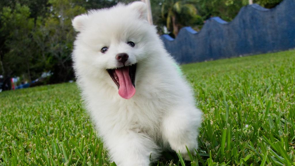 Suitability for First-Time vs. Experienced Owners icon