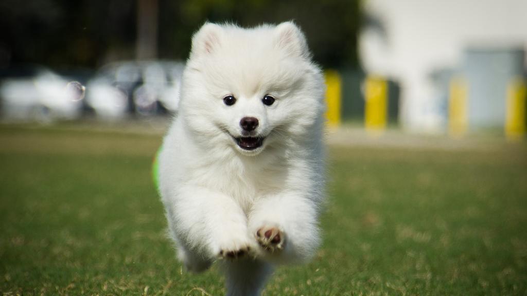 Eskimo Dog