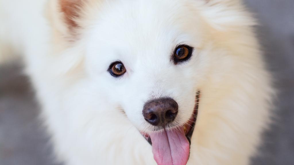 Life Stage Considerations icon