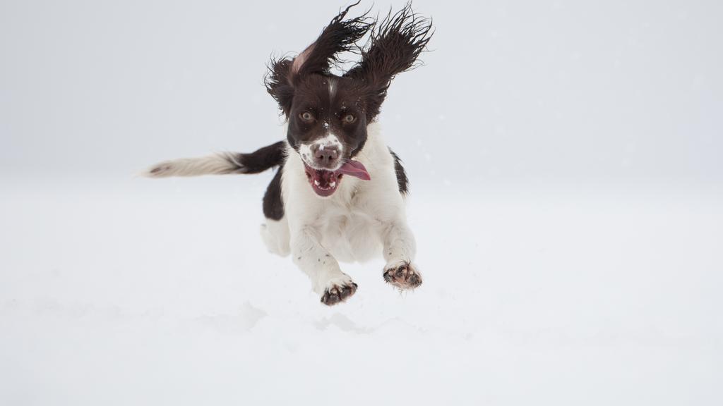 Adoption vs. Breeder Considerations icon