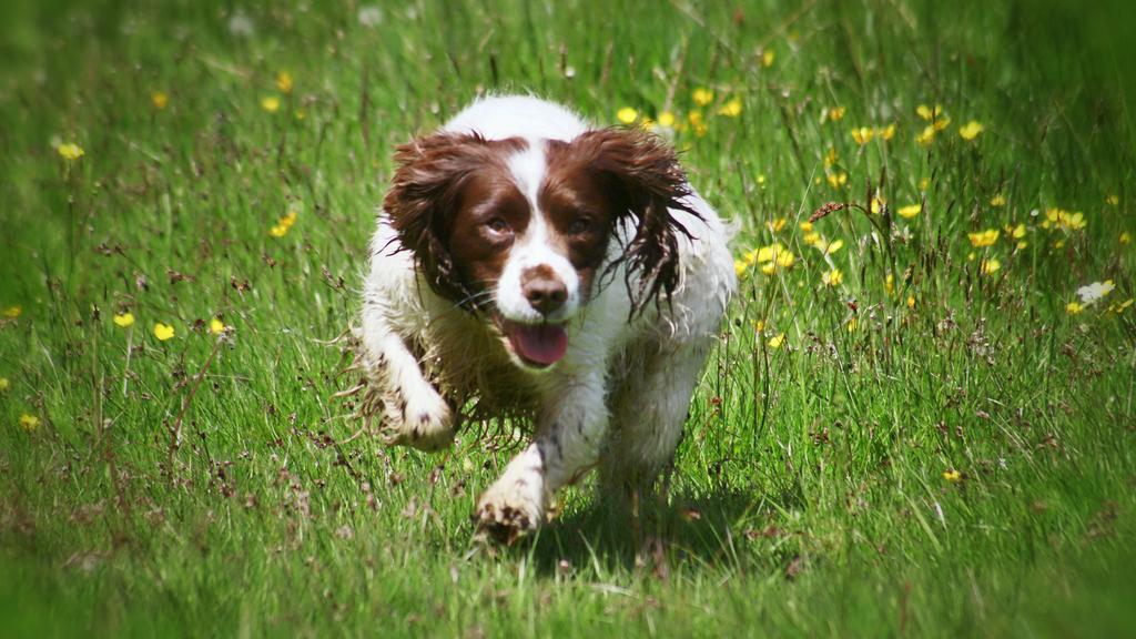 Field Spaniel