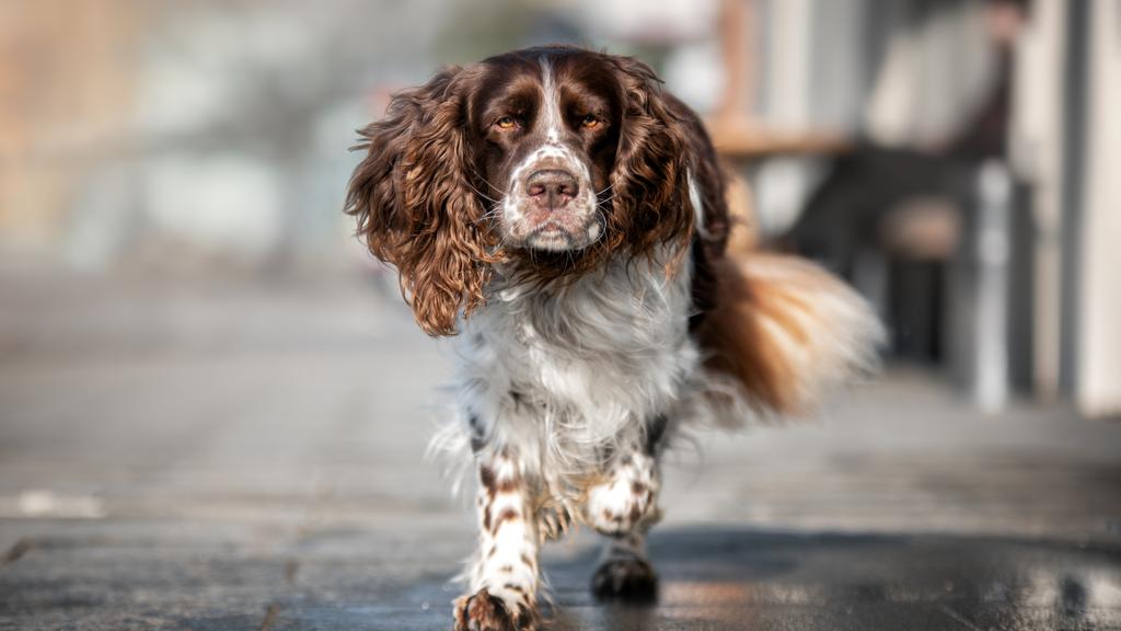 Field Spaniel