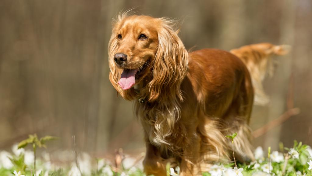 Field Spaniel