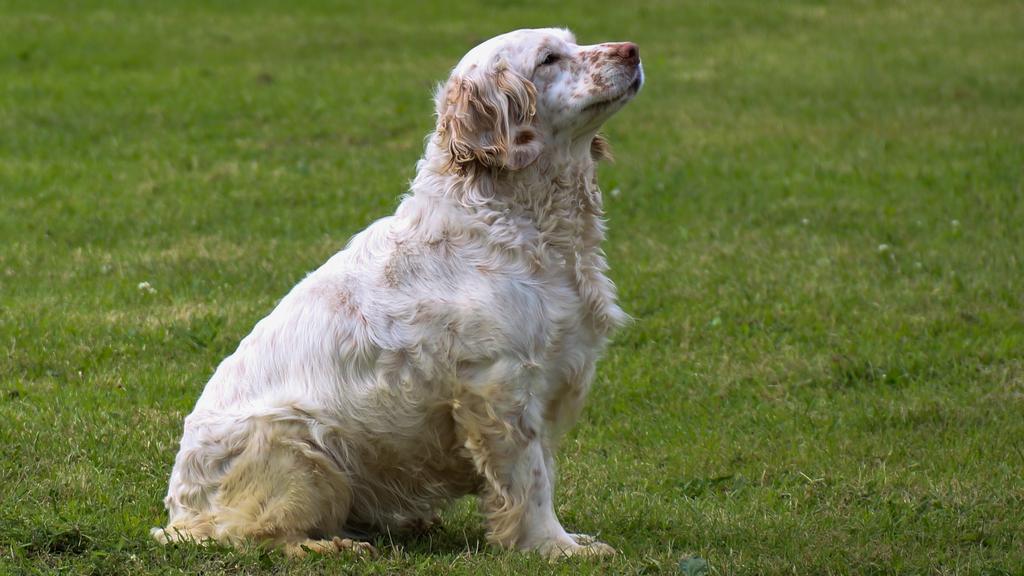 Field Spaniel