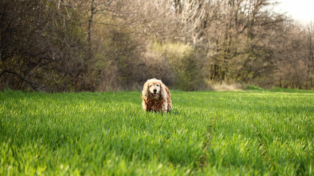 Field Spaniel