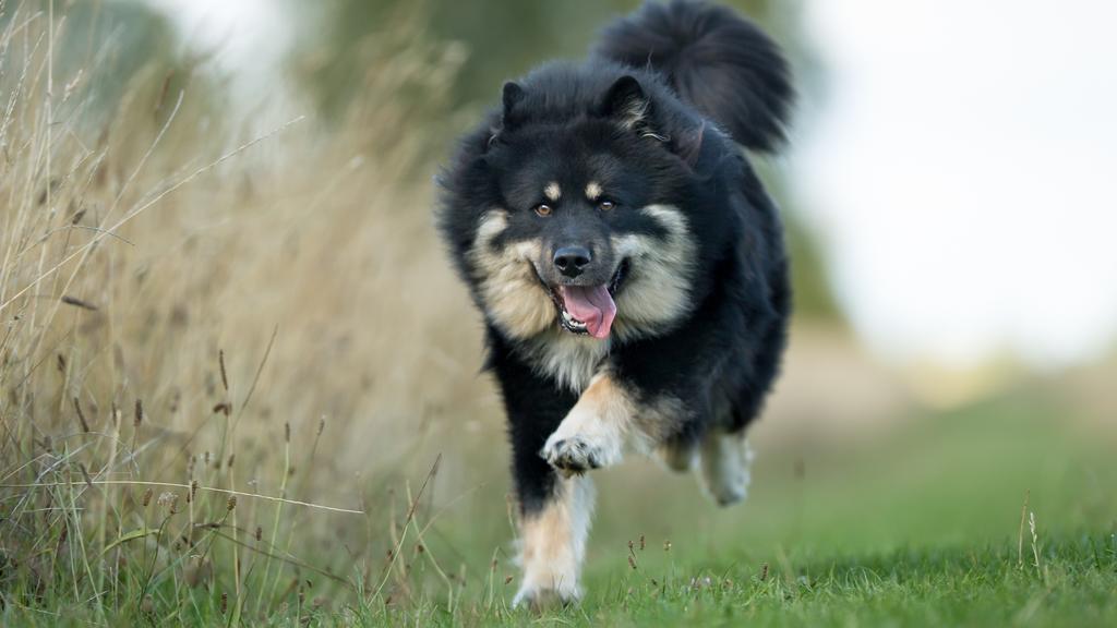 Finnish Lapphund