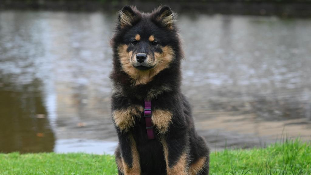 Grooming & Health icon