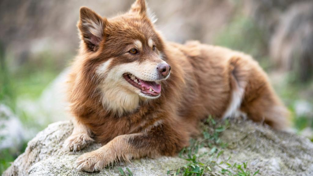 Finnish Lapphund
