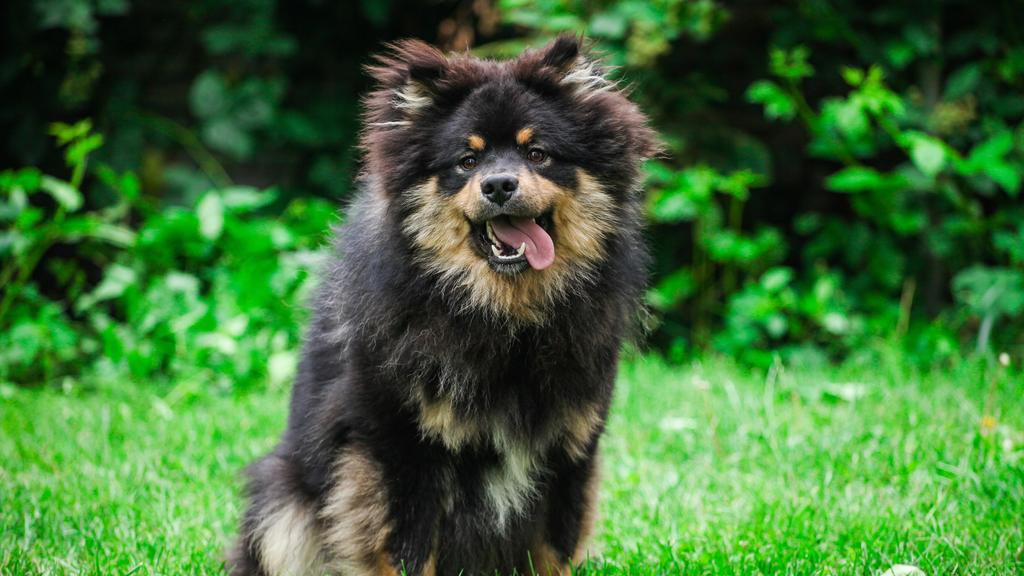 Basic Information icon