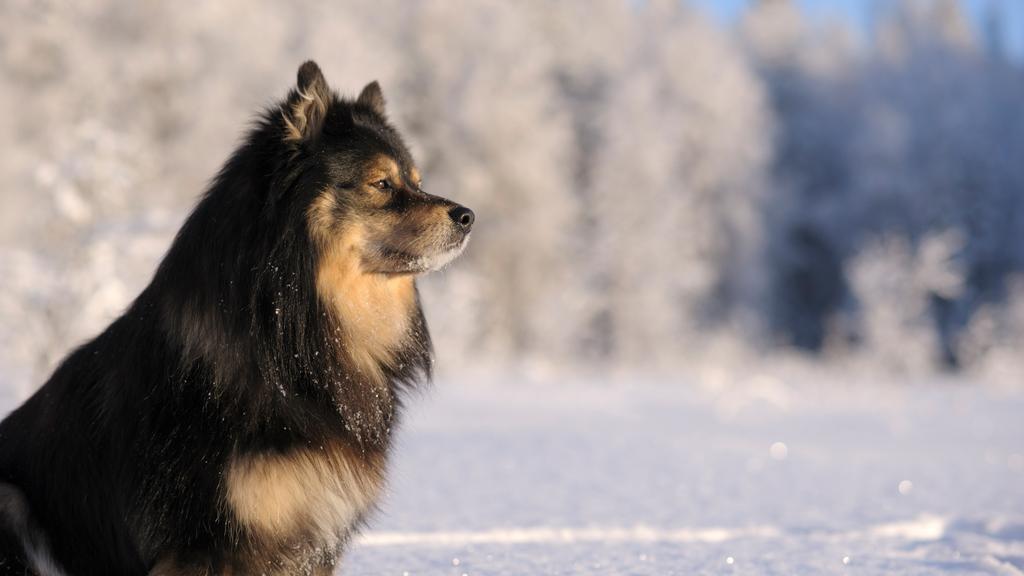 Finnish Lapphund