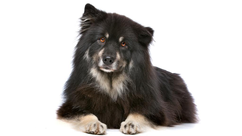 Exercise & Activity Needs icon