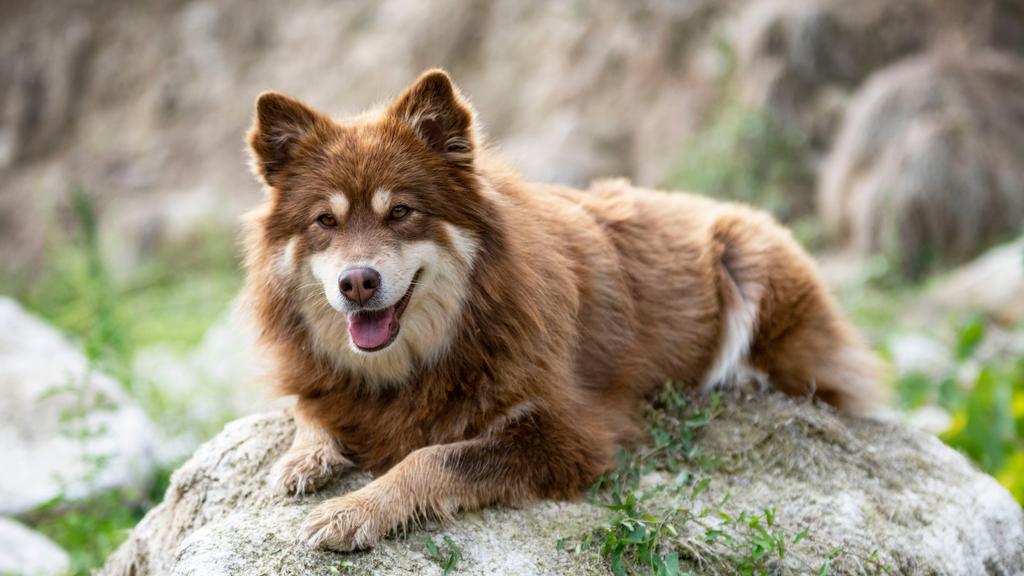 Finnish Lapphund